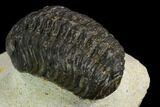 Bargain, Morocops Trilobite - Visible Eye Facets #120092-3